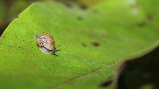 a snail sitting on a leaf