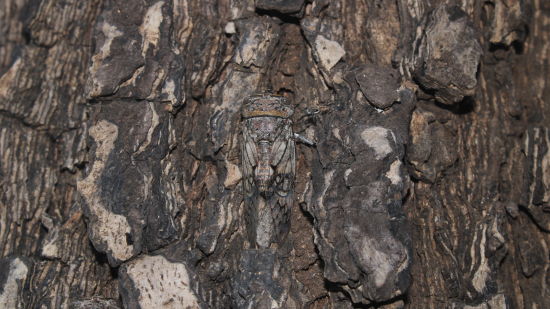 image of tree bark