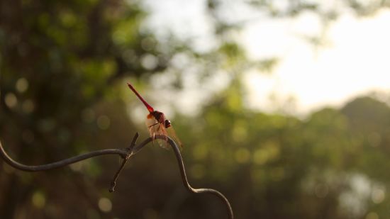 image of an insect