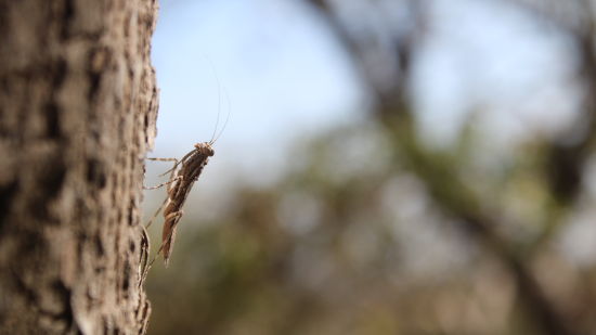 image of an insect