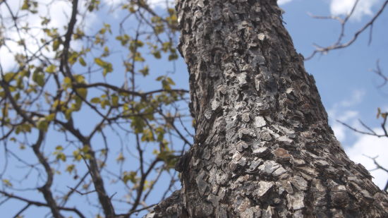 image of seasonal cicadas on a tree trunk