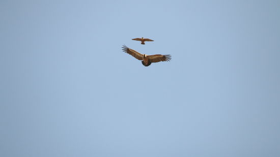 Image 11 - Shaheen Falcon Mobbing Indian Vulture