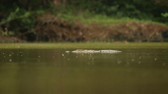 Image of a Marsh Crocodile