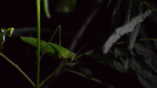 closup of a grasshopper