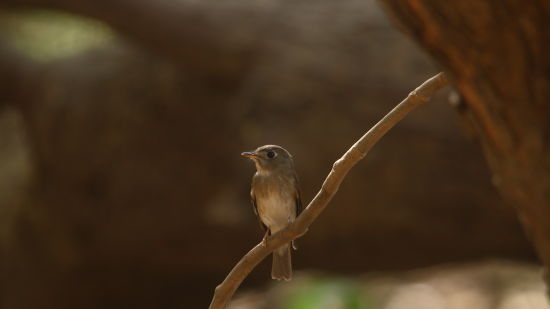 Image 13 - A perched Brown Breasted Flycatcher during daytime