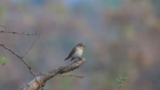 Aramness - A Red-Breasted Flycatcher perched on the tip of a tree branch