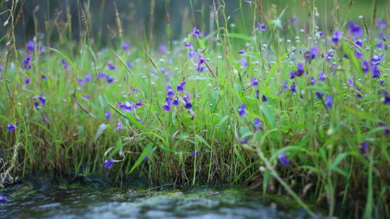 Image 15 - An Utricularia Reticulata plant