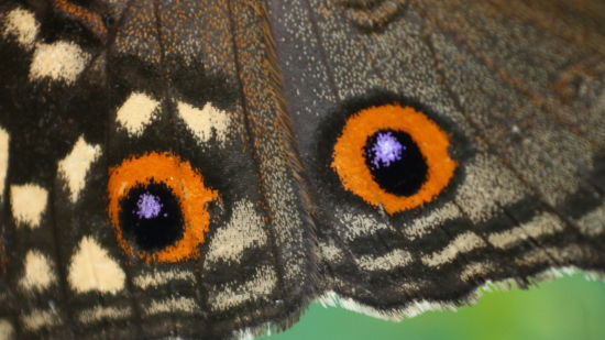 image of a butterfly