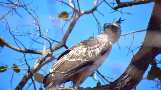 a Changeable Hawk Eagle sitting on a branch