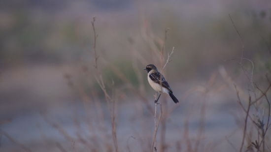 Siberian Stone Chat sitting on a branch