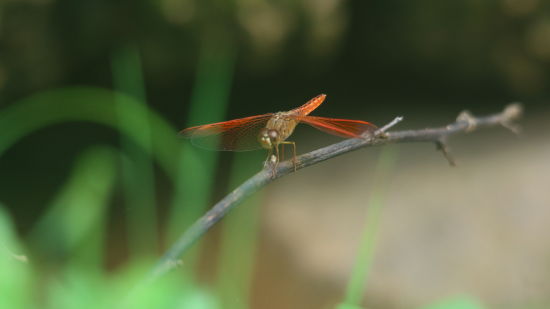 image of a dragon fly