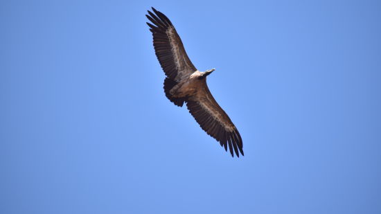 an Indian Vulture flying in the sky