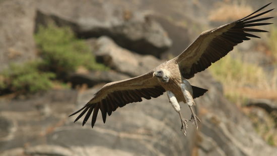 Aramness - A vulture soaring over a rocky terrain