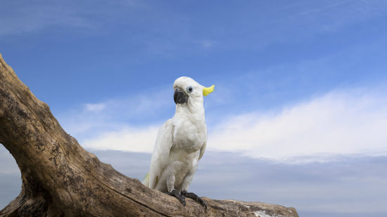 bird park esselworld, a picture of cockatiel