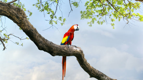 bird park esselworld, a picture of black-capped lory