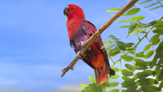 bird park esselworld picture of chattering lory