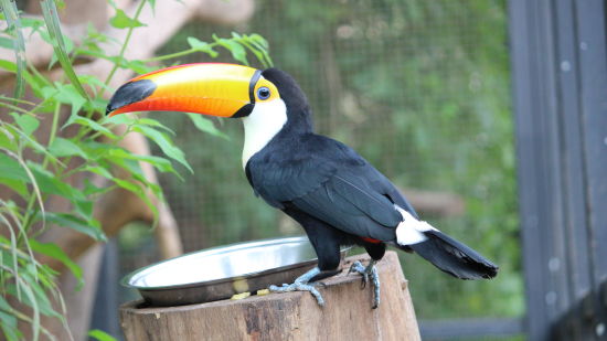 bird park esselworld,  a picture of a toucan