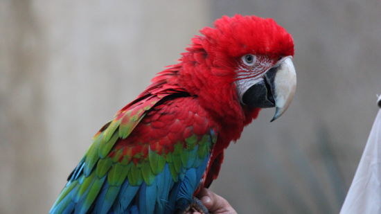 A picture of green winged macaw - EsselWorld Bird Park