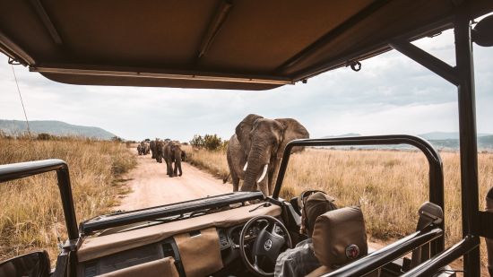 a view from a safari buggy of the elephants walking towards it with dried grass on either side