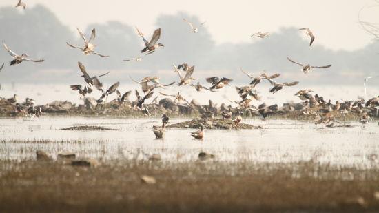 birds flying away in all directions from the lake with trees in the background - Chunda Shikar Oudi, Udaipur