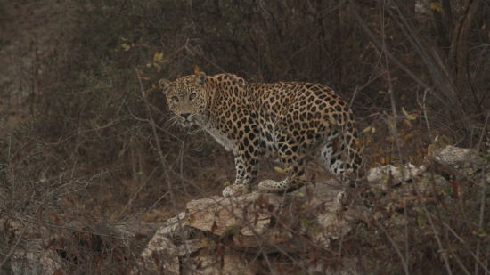 a leopard looking into the camera while sitting on a rocky hill with dried grass in the background - Chunda Shikar Oudi, Udaipur