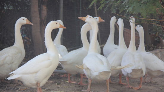 A gang of geese grazing on the grounds of Hotel Clarks Amer