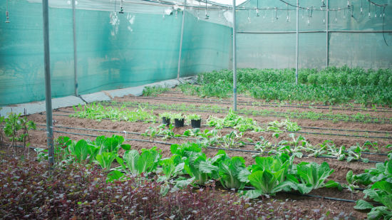 The greenhouse with green vegetable at Hotel Clarks Amer 