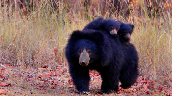 Sloth Bear and Cubs E