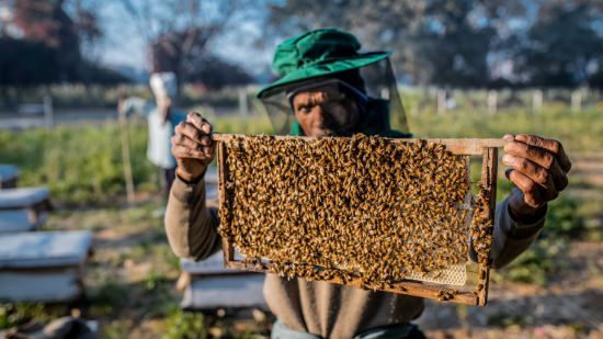 a beekeeper checking a hive body 9