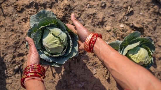 a person plucking cabbage from our garden