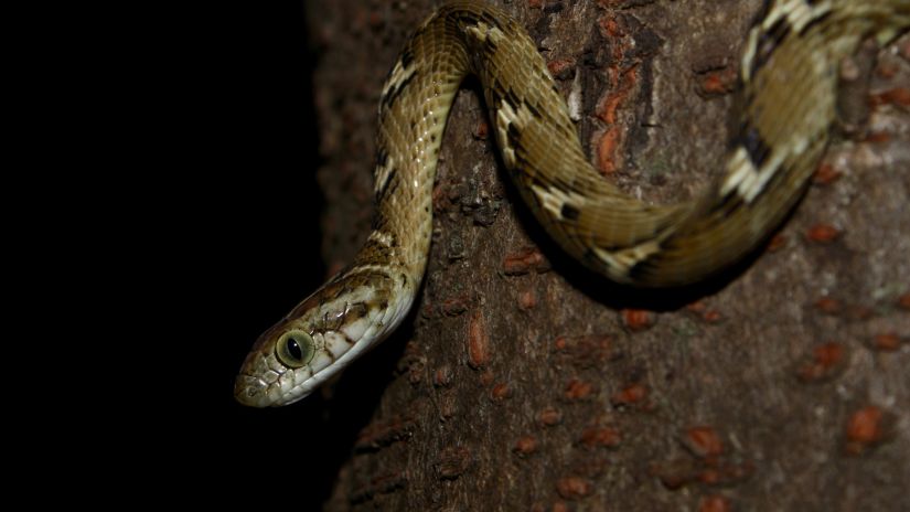 image of a snake