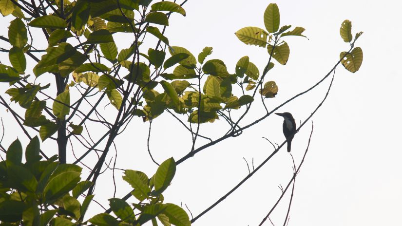 image of a bird sitting on a tree branch