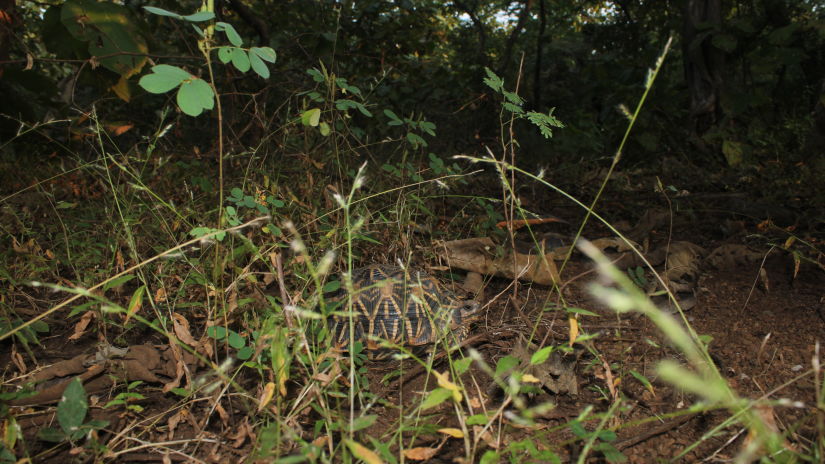 image of jungle grass