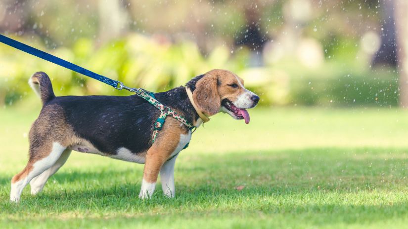 A beagle puppy on leash in a garden