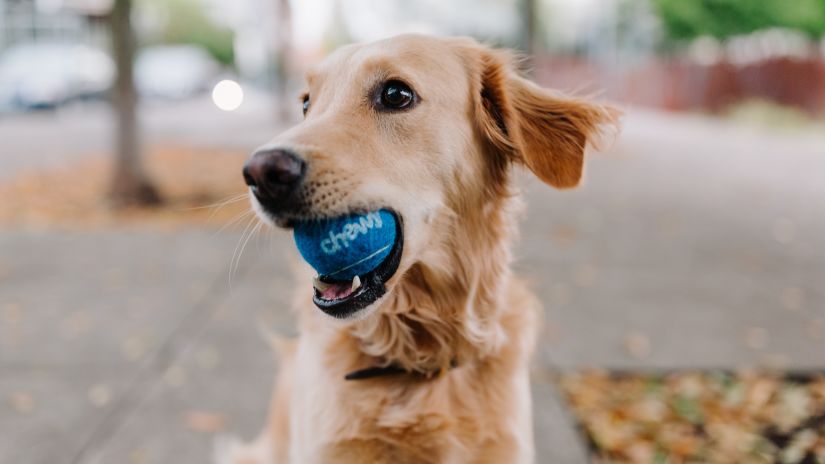 a dog holding a ball in his mouth
