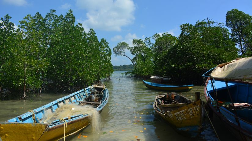 A back view of multiple boats sailing through mangroves during the day | Barefoot at Havelock