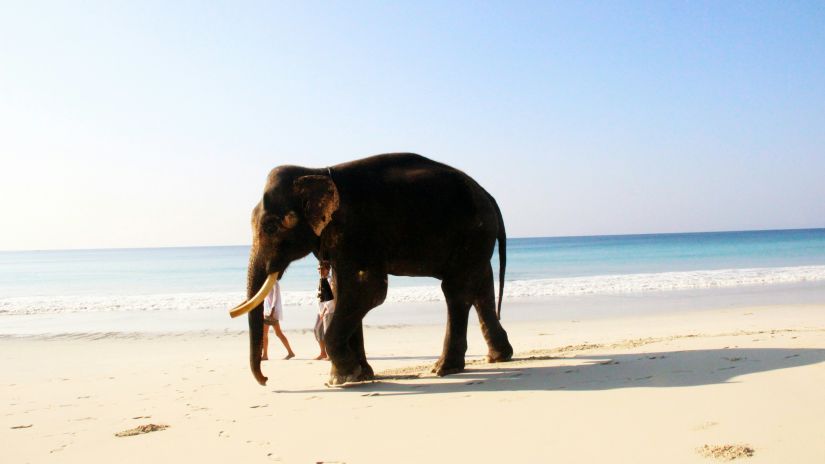 a solitary elephant walking on radhanagar beach with blue sky in the background