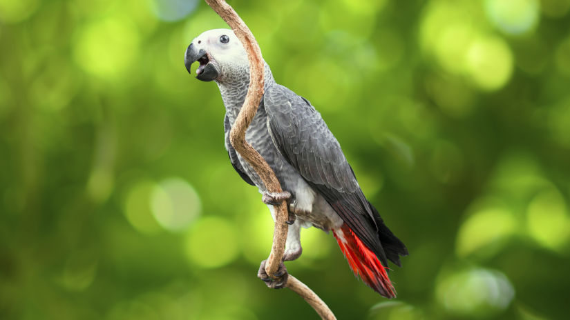 bird park esselworld, african grey parrot