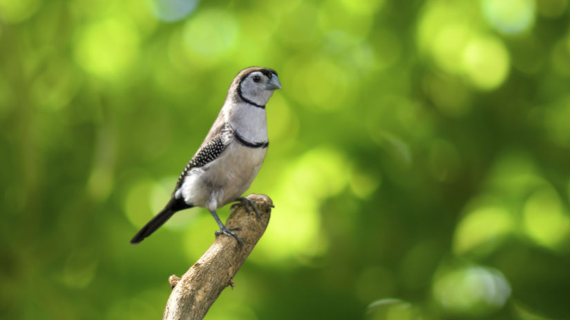 bird park esselworld,  cut throat finch