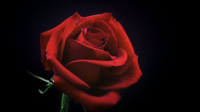 a close up shot of a red rose with black background