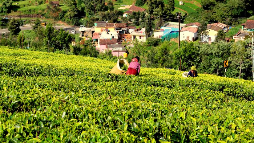 A woman picking tea from a tea field on Doddabetta Peak in Ooty