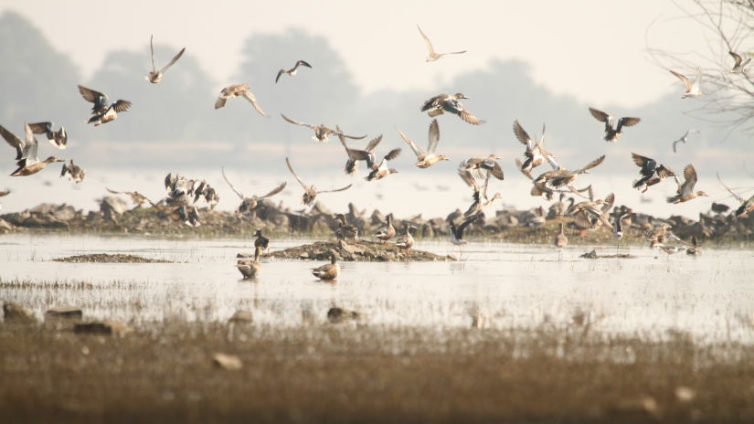 birds flying away in all directions from the lake with trees in the background - Chunda Shikar Oudi, Udaipur