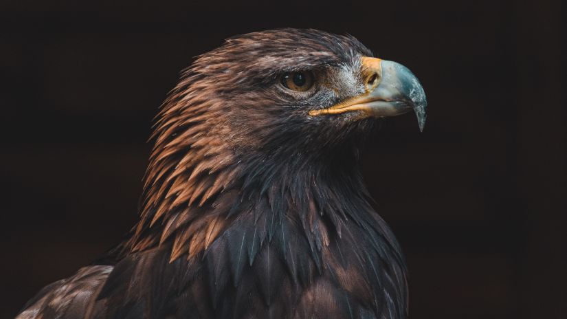 golden eagle in Salim Ali Bird Sanctuary