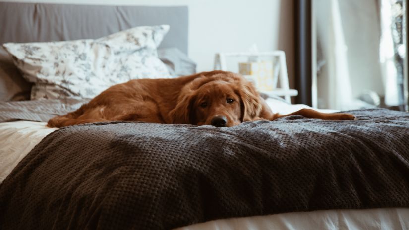 a dog laying on the bed