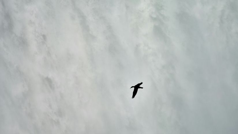 a bird flying away from a waterfalls that is cascading down with force