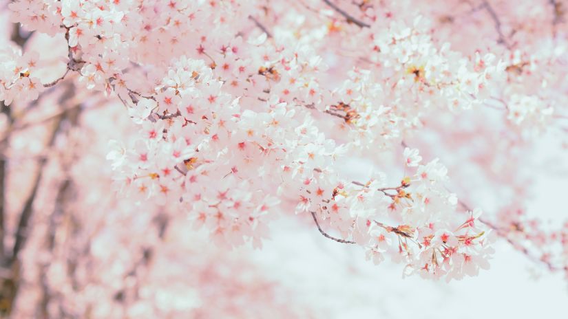 Cherry Blossom tree in Shillong 1