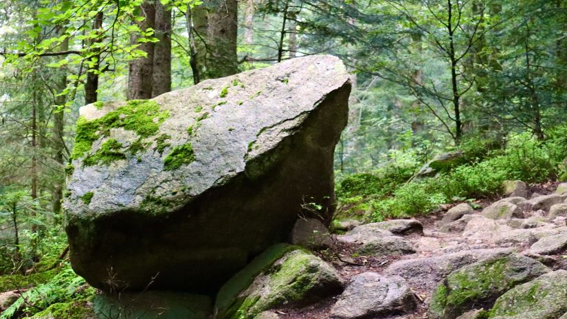 a rock in a forest