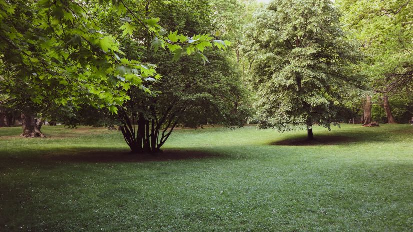 trees in a field