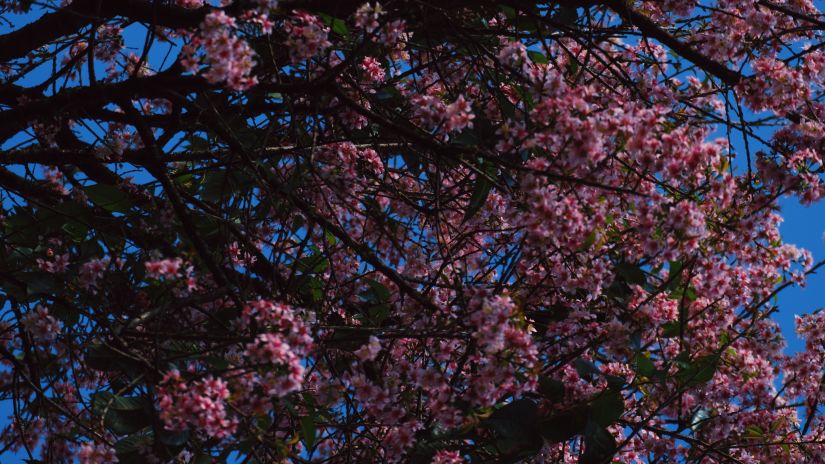 cherry blossoms 