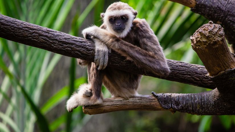 a monkey on a branch